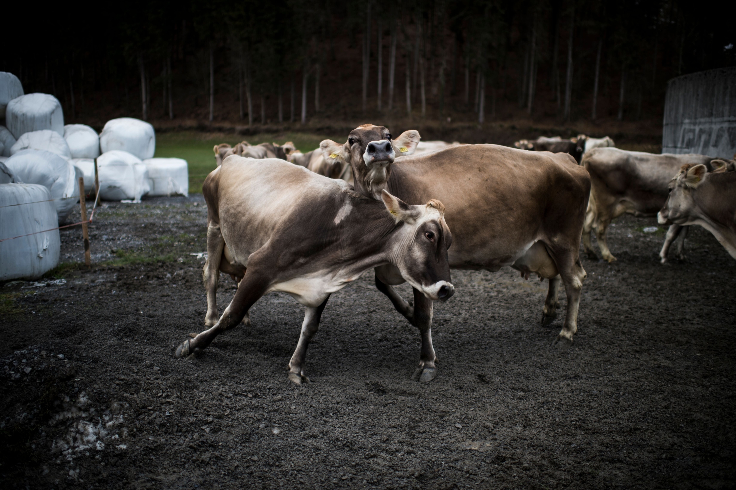 Dirty animals and no outlet?  Aargau wanted to cancel all direct payments for a farmer