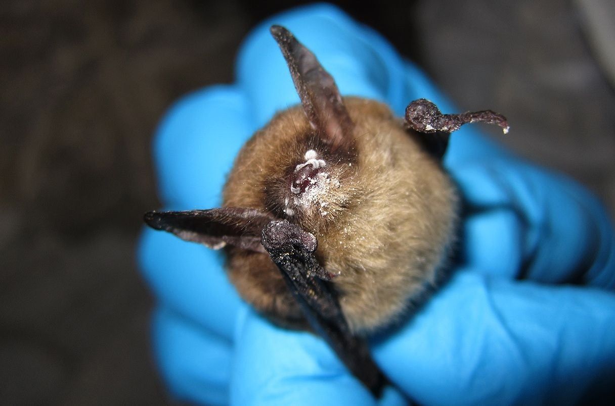 What bats have to do with child mortality in the northern United States